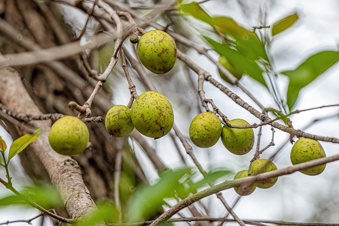 Árvore com frutos chamada Mangaba da espécie Hancornia speciosa com foco seletivo.
