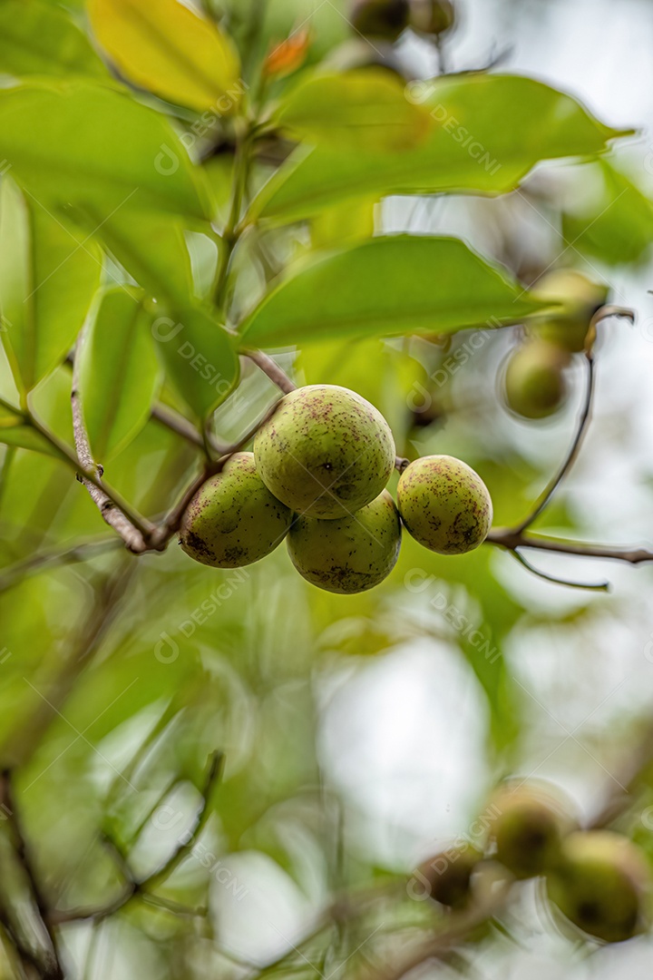 Árvore com frutos chamada Mangaba da espécie Hancornia speciosa com foco seletivo.