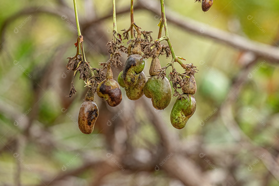 Cajueiro da espécie Anacardium occidentale com foco seletivo.
