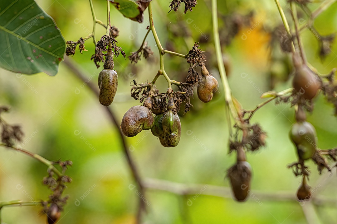 Cajueiro da espécie Anacardium occidentale com foco seletivo.
