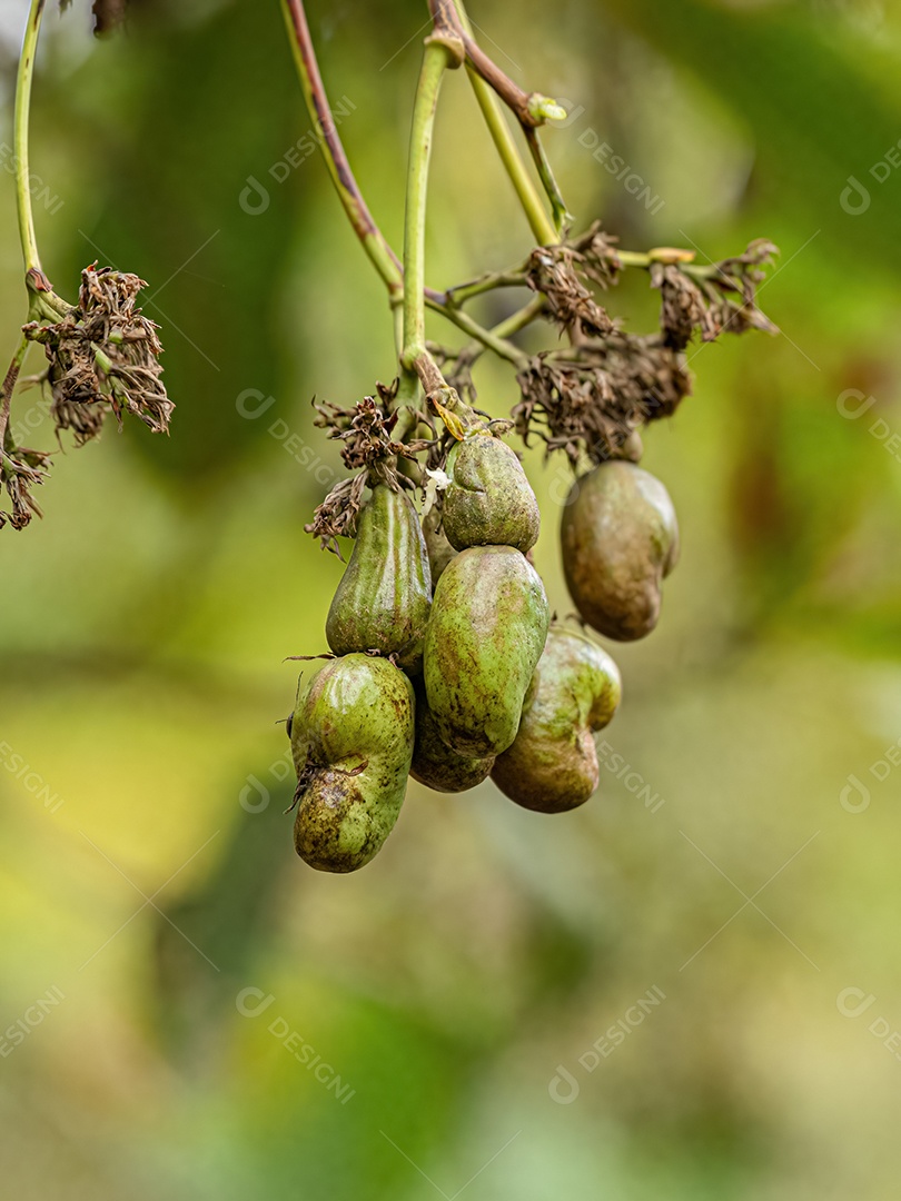 Cajueiro da espécie Anacardium occidentale com foco seletivo.