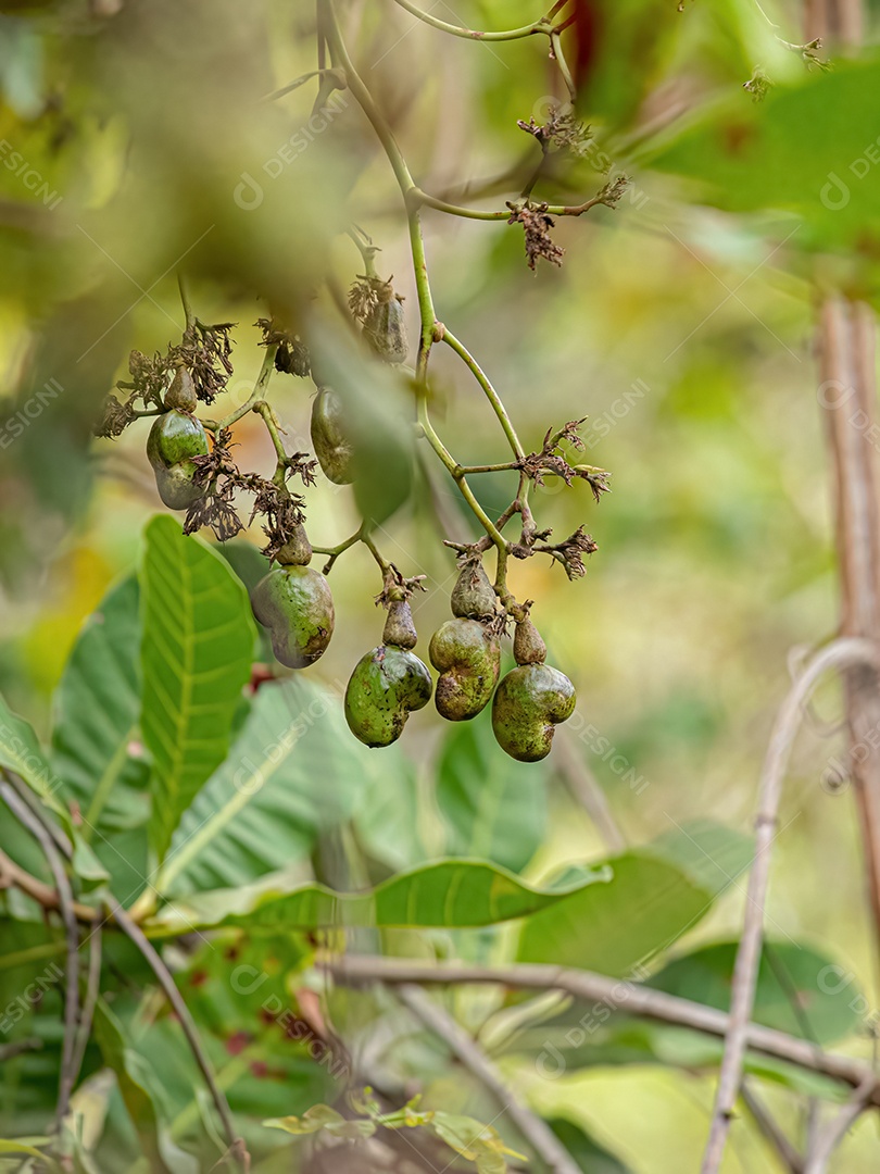 Cajueiro da espécie Anacardium occidentale com foco seletivo.