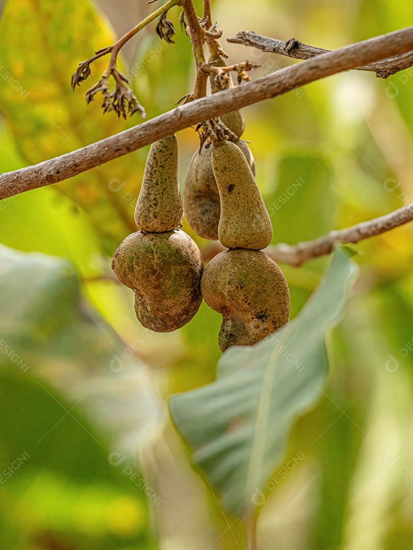 Cajueiro da espécie Anacardium occidentale com foco seletivo.
