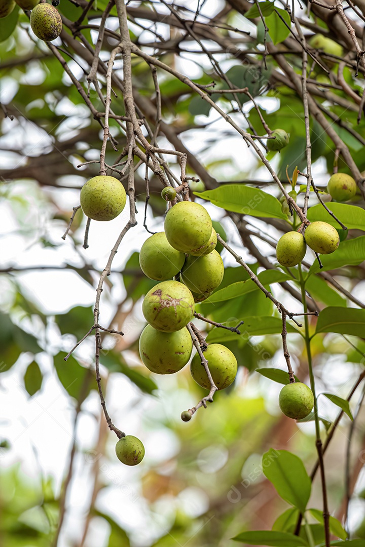 Árvore com frutos chamada Mangaba da espécie Hancornia speciosa com foco seletivo.