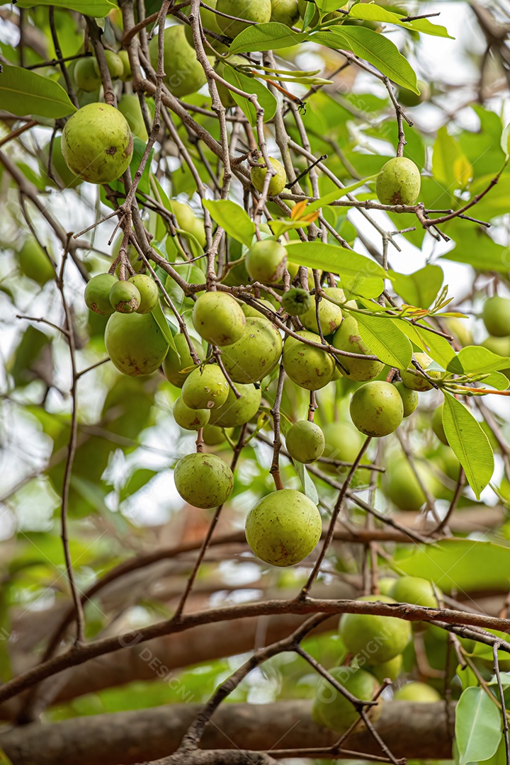 Árvore com frutos chamada Mangaba da espécie Hancornia speciosa com foco seletivo.