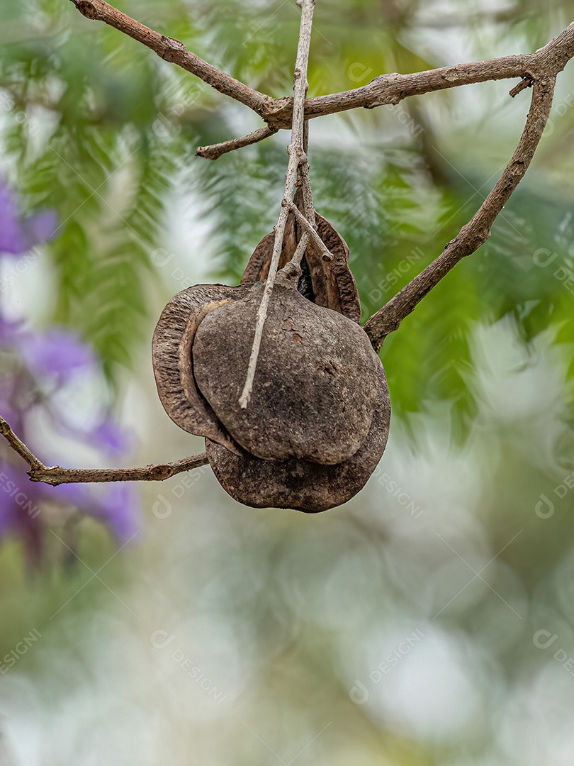 Jacarandá Azul Frutos da espécie Jacaranda mimosifolia.