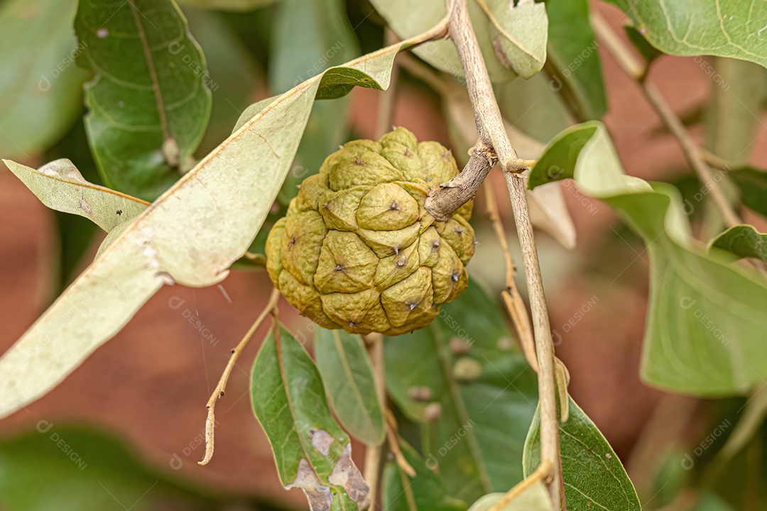 Pequeno Fruto Silvestre da espécie Duguetia furfuracea.