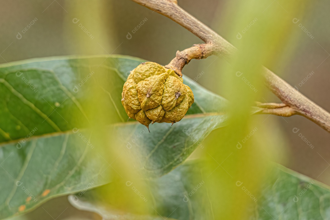 Pequeno Fruto Silvestre da espécie Duguetia furfuracea.