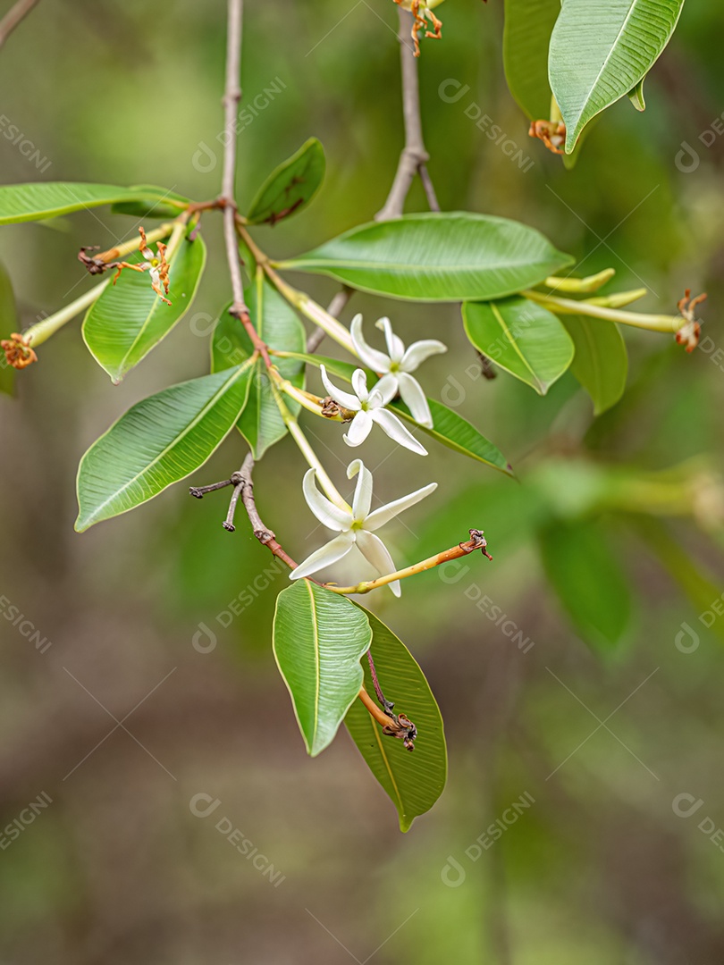 flor da Árvore chamada Mangaba da espécie Hancornia speciosa com foco seletivo.