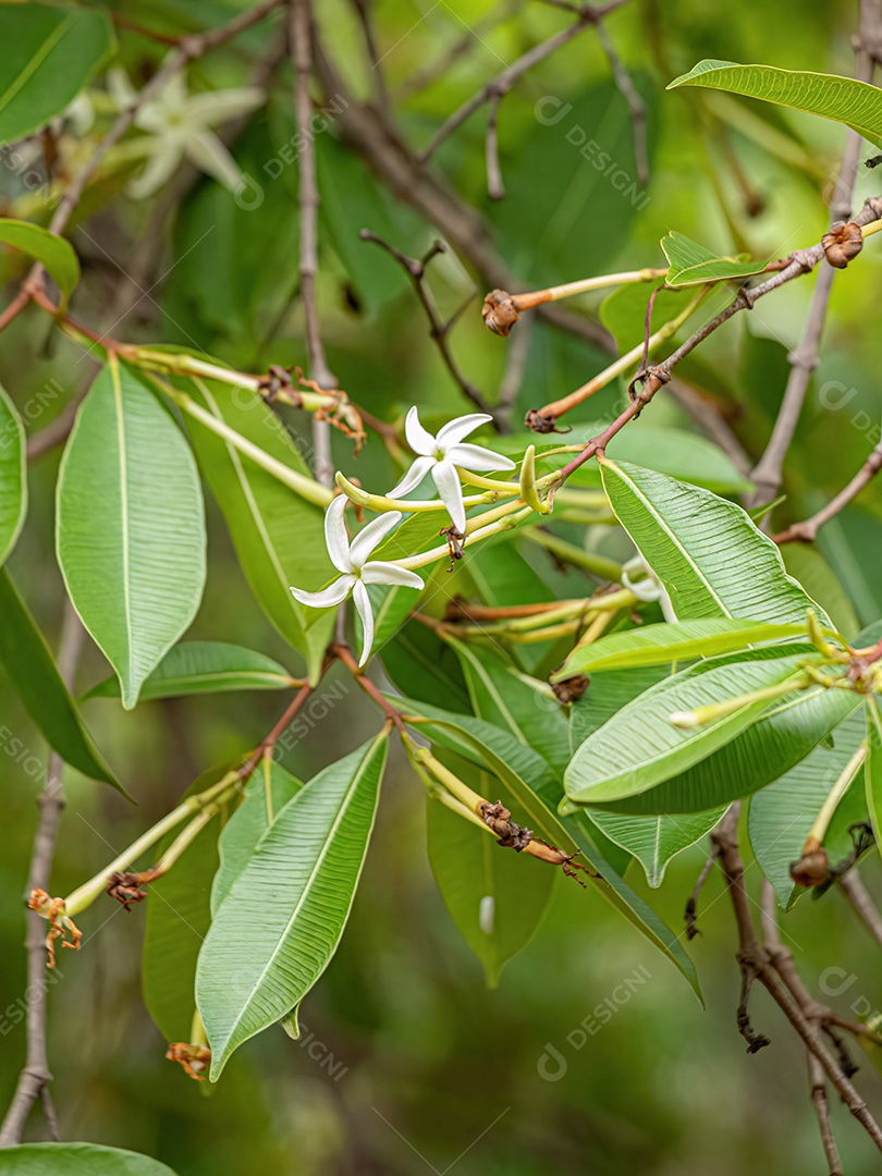 Flor da Árvore chamada Mangaba da espécie Hancornia speciosa com foco seletivo.