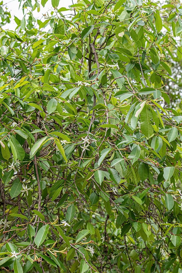 flor da Árvore chamada Mangaba da espécie Hancornia speciosa com foco seletivo.