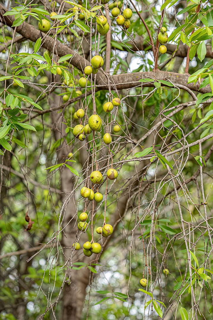 Árvore com frutos chamada Mangaba da espécie Hancornia speciosa com foco seletivo com foco seletivo.