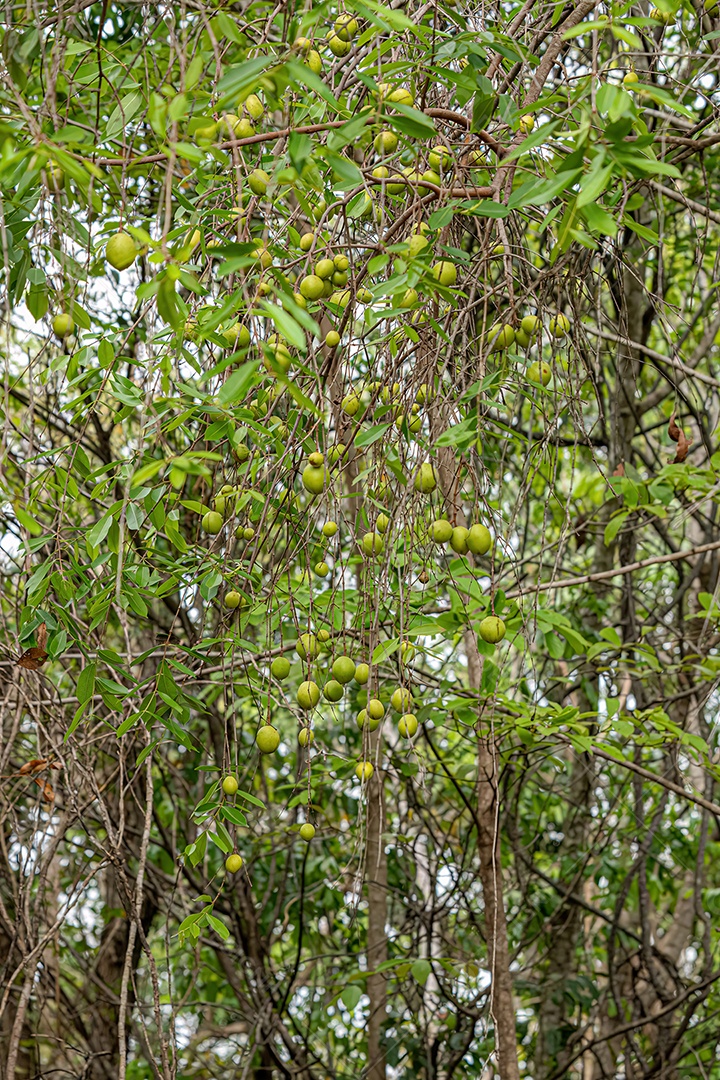 Árvore com frutos chamada Mangaba da espécie Hancornia speciosa com foco seletivo.