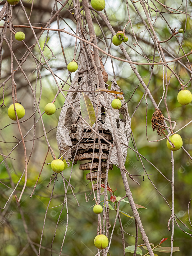 Árvore com frutos chamada Mangaba da espécie Hancornia speciosa com foco seletivo.