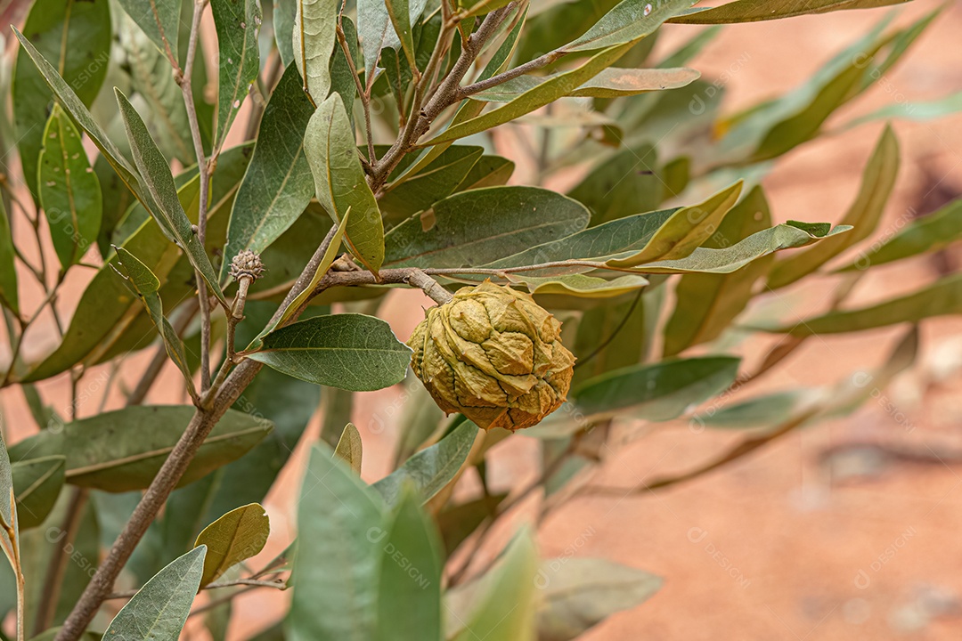 Pequeno Fruto Silvestre da espécie Duguetia furfuracea.