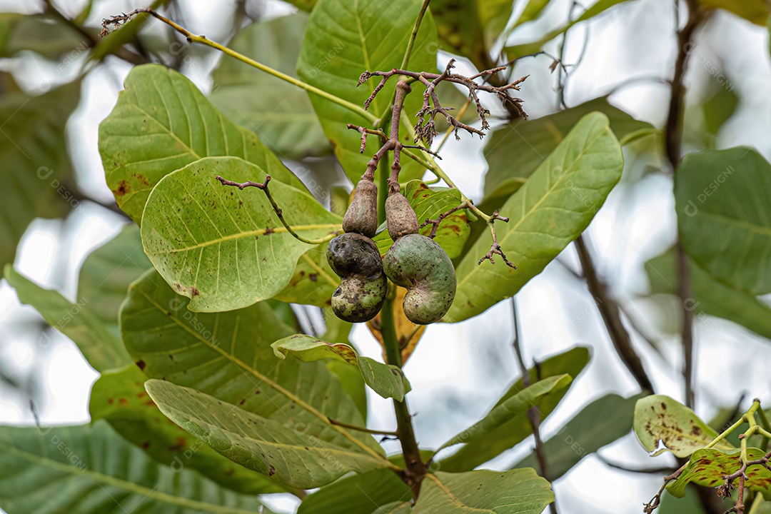 Cajueiro da espécie Anacardium occidentale com foco seletivo..