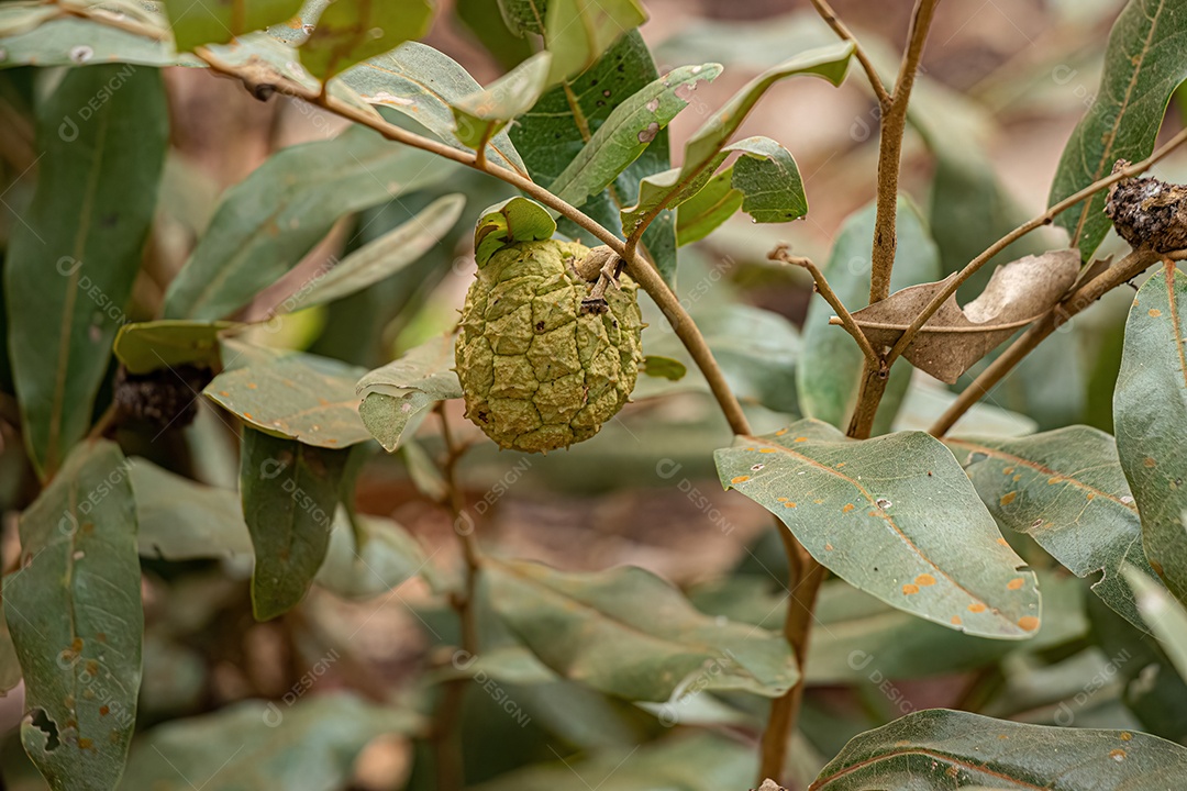 Pequeno Fruto Silvestre da espécie Duguetia furfuracea.