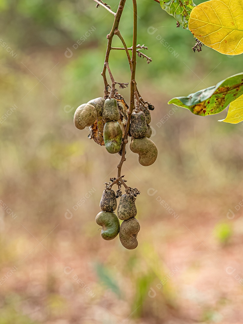 Cajueiro da espécie Anacardium occidentale com foco seletivo.