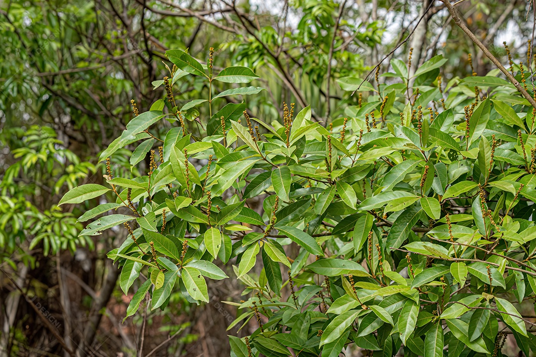 Árvore Angiosperma Folhas da espécie Byrsonima coccolobifolia.
