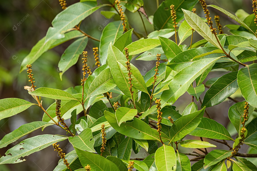 Árvore Angiosperma Folhas da espécie Byrsonima coccolobifolia.