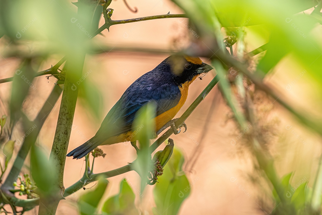 Macho Violaceous Euphonia Ave do gênero Euphonia.