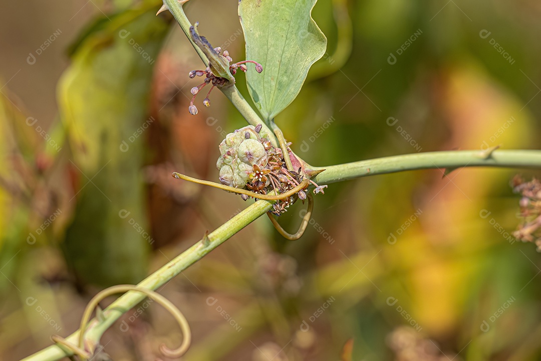 Greenbrier Angiosperma Planta do Gênero Smilax.
