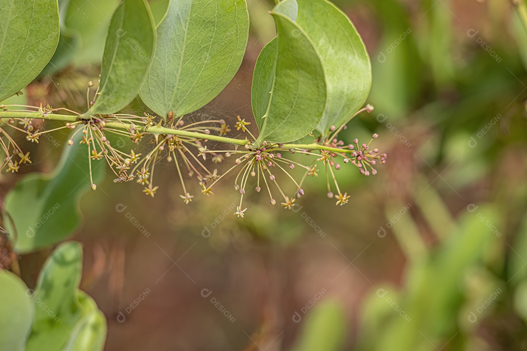 Greenbrier Angiosperma Planta do Gênero Smilax.