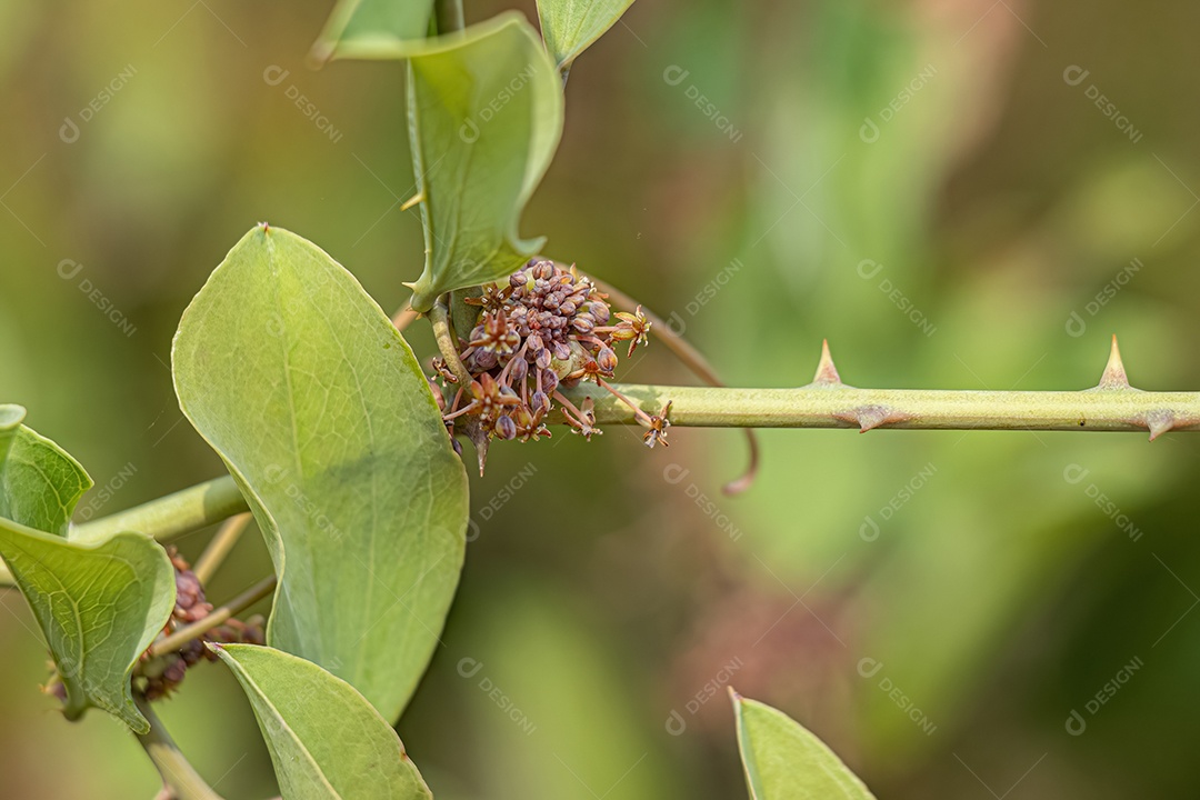 Greenbrier Angiosperma Planta do Gênero Smilax.