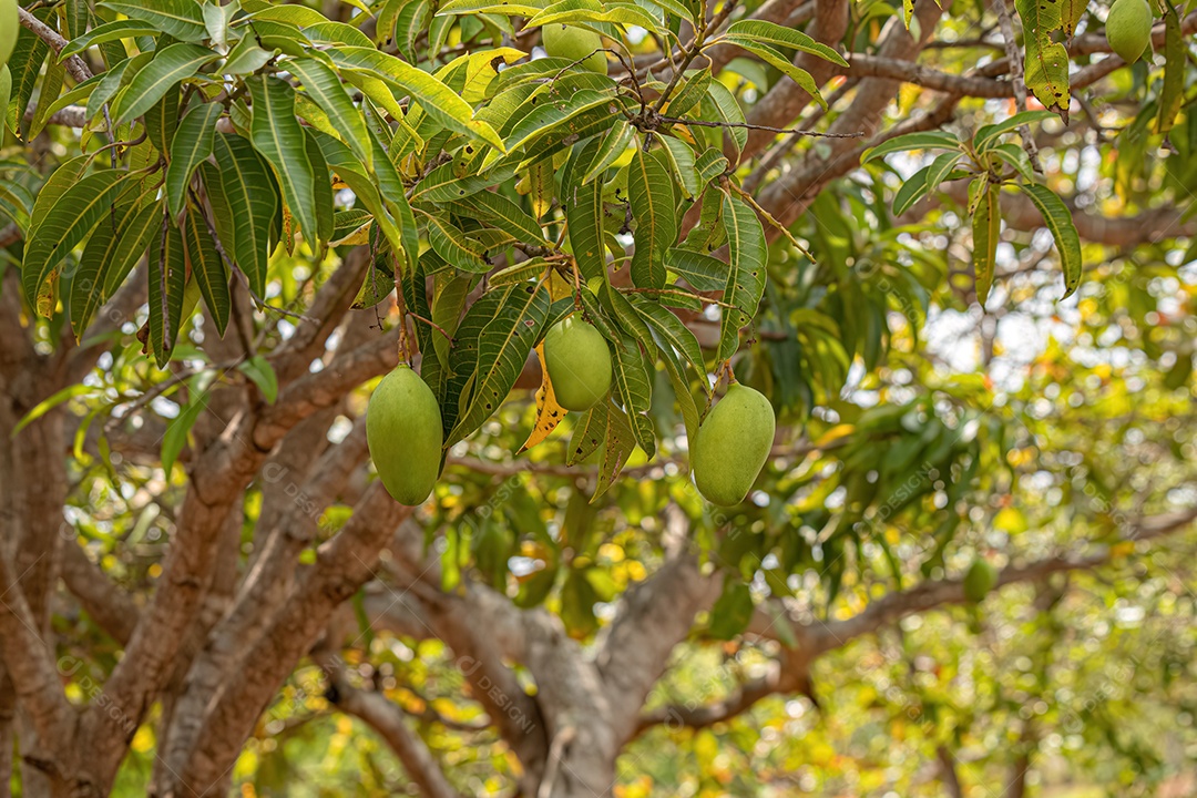 Mangueira da espécie mangifera indica com frutos.