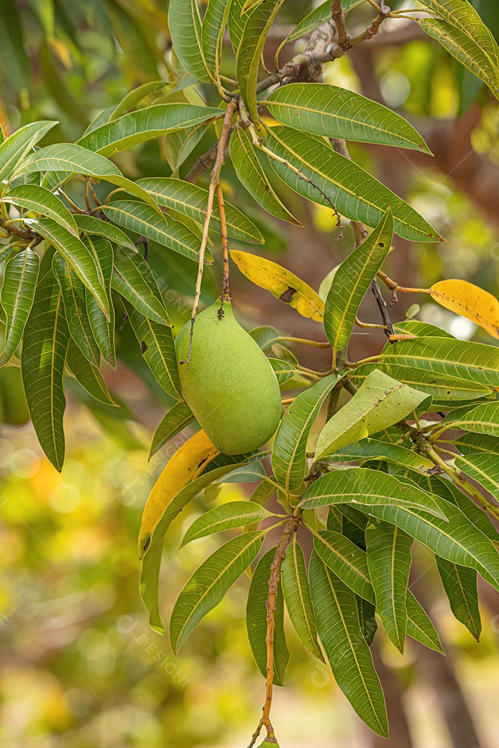 Mangueira da espécie Mangifera indica com frutos.