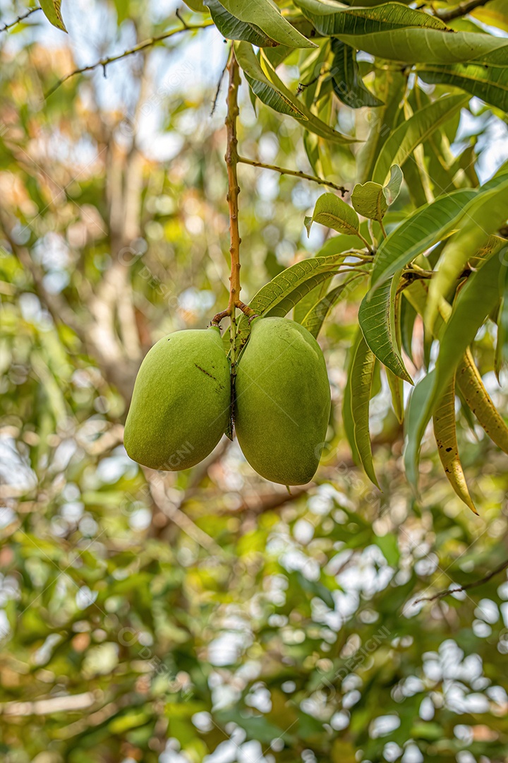 Mangueira da espécie Mangifera indica com frutos.