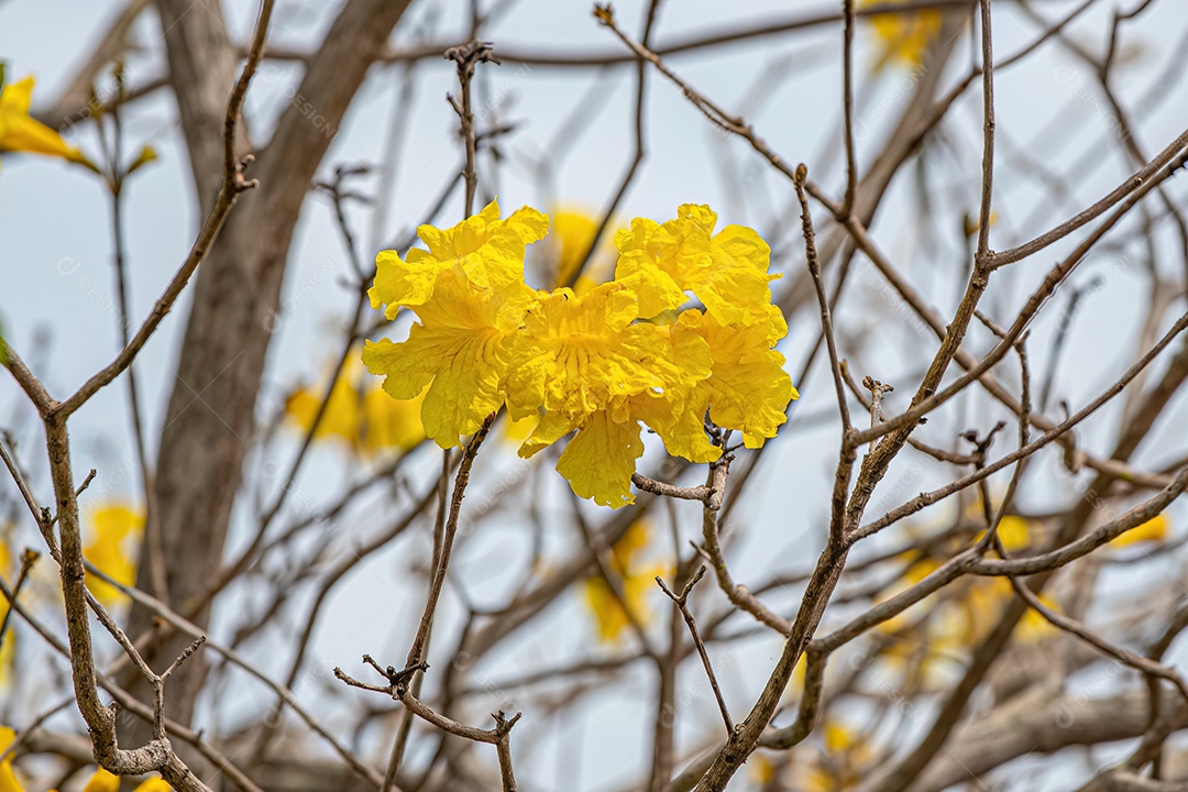 Árvore de trombeta dourada do gênero Handroanthus.