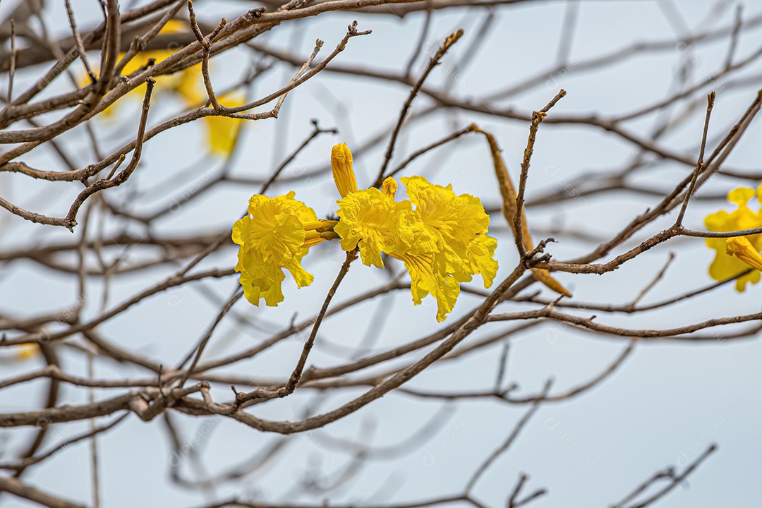 Árvore de trombeta dourada do gênero Handroanthus.