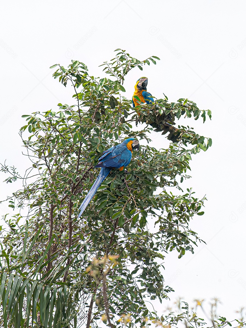 Arara-azul-amarela adulta da espécie Ara ararauna.