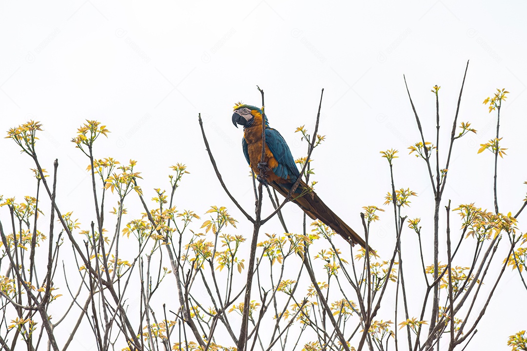 Arara-azul-amarela adulta da espécie Ara ararauna.