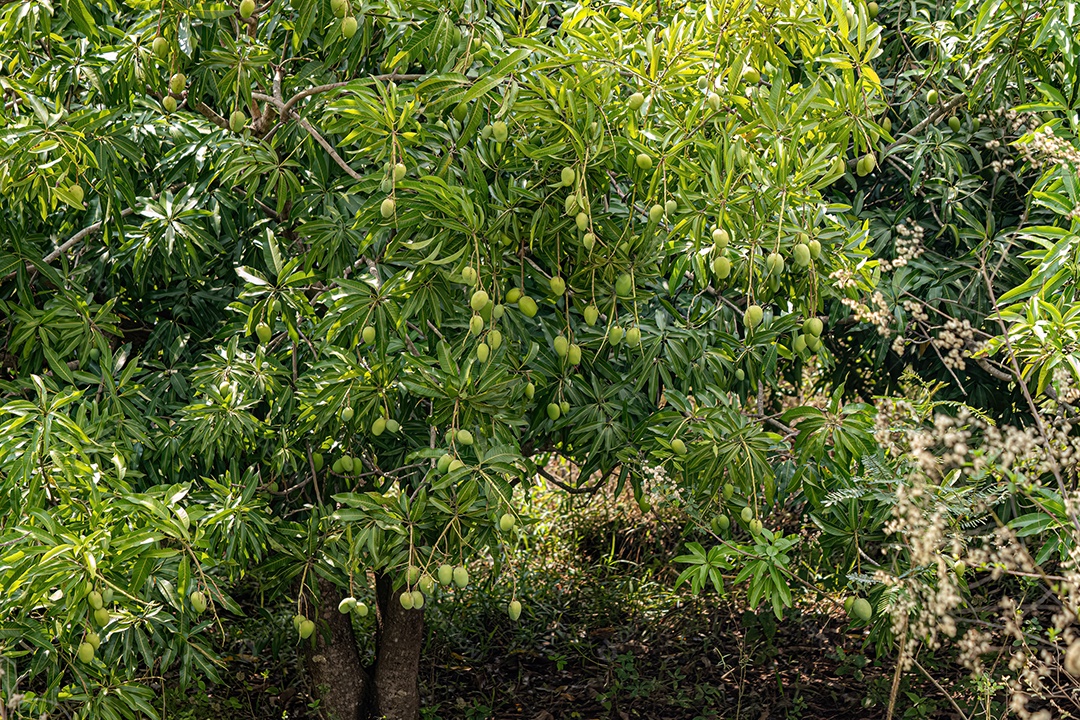 Mangueira da espécie Mangifera indica com frutos.