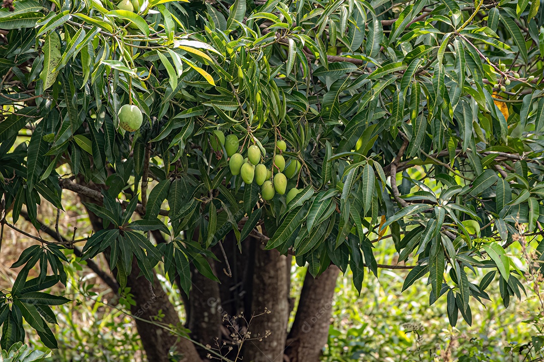 Mangueira da espécie Mangifera indica com frutos.