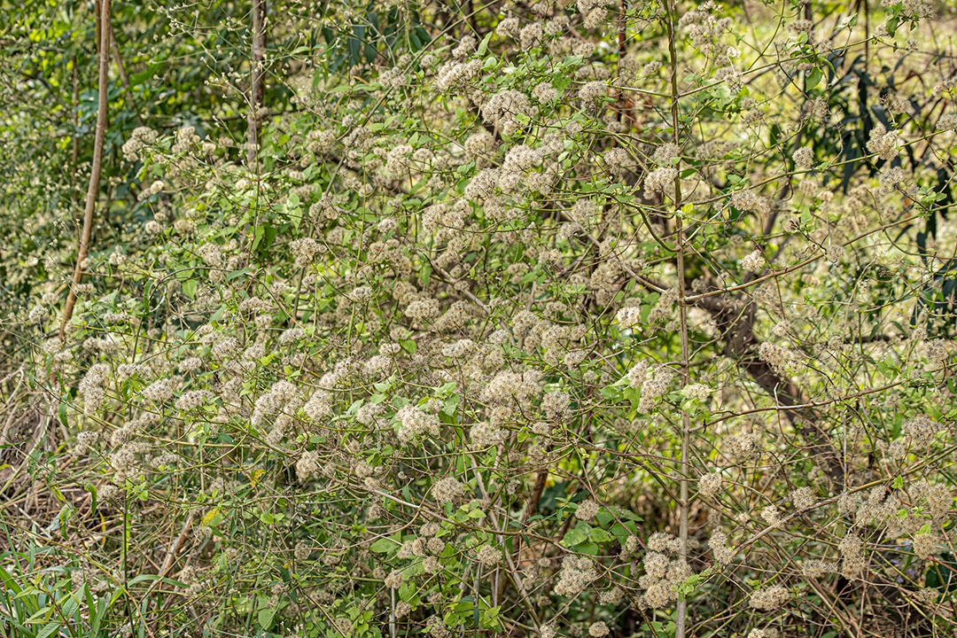 Angiorperm Planta Flores da Família Asteraceae.