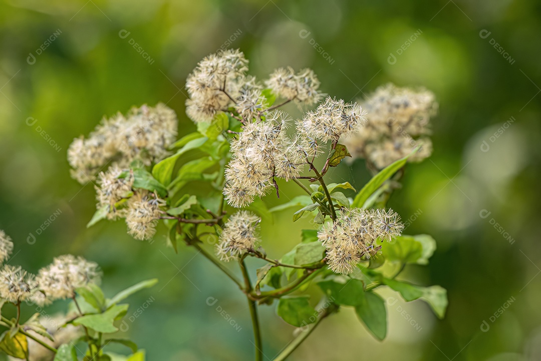 Angiorperm Planta Flores da Família Asteraceae.