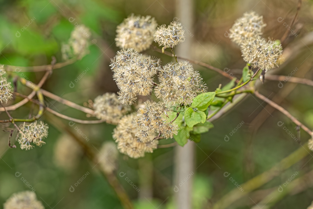 Angiorperm Planta Flores da Família Asteraceae.