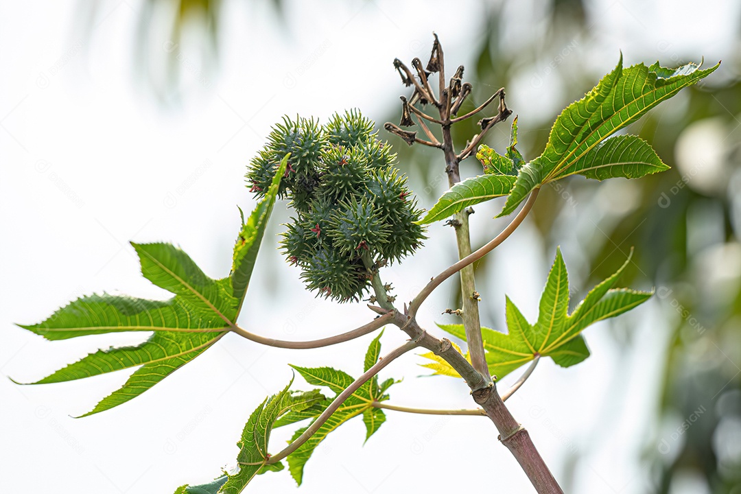 Mamona verde Planta da espécie Ricinus communis.
