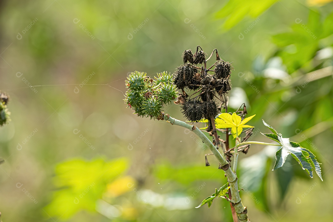 Mamona verde Planta da espécie Ricinus communis.