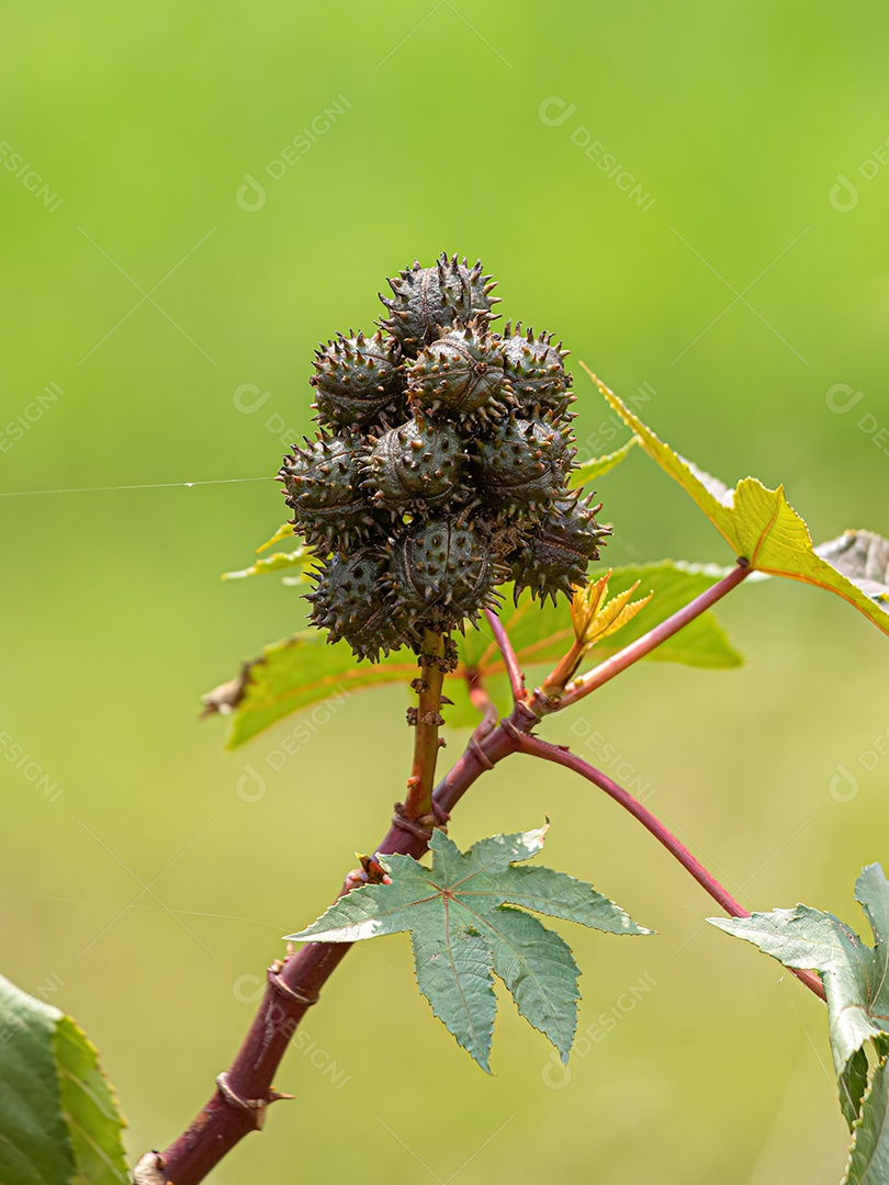 Mamona verde Planta da espécie Ricinus communis.