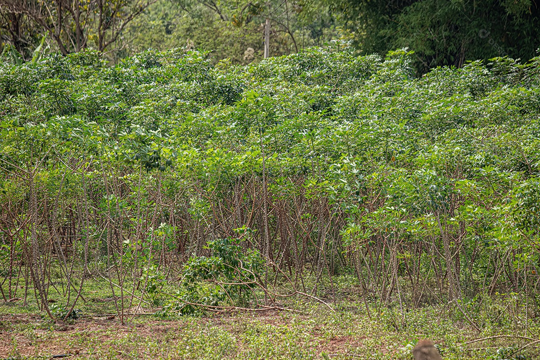 Várias Plantas de Mandioca da espécie Manihot esculenta.