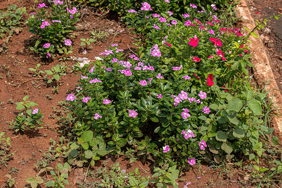 Rosa Madagáscar Pervinca Flor da espécie Catharanthus roseus com foco seletivo.