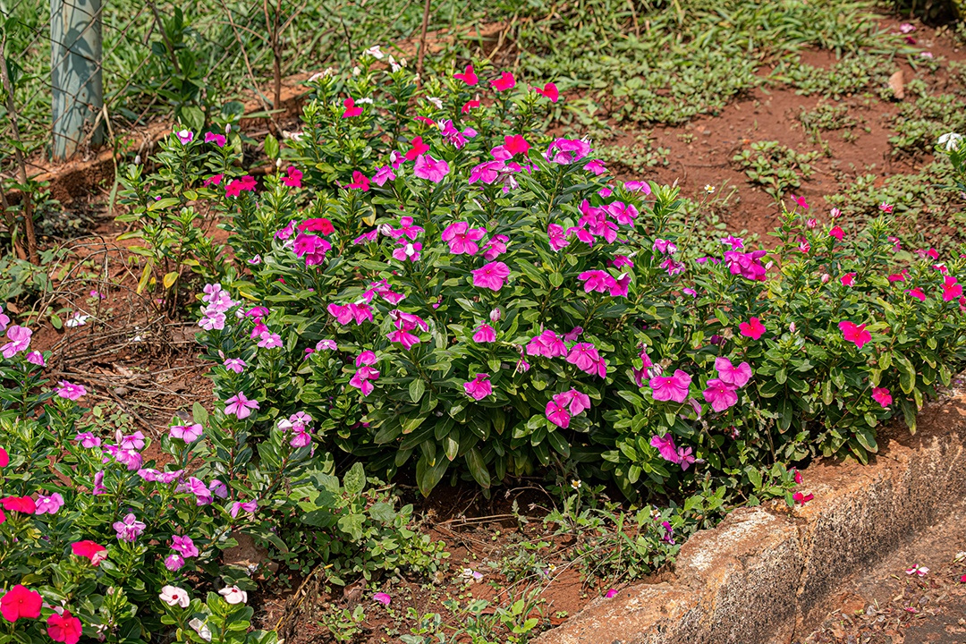 Rosa Madagáscar Pervinca Flor da espécie Catharanthus roseus com foco seletivo.