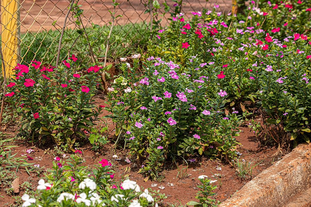 Rosa Madagáscar Pervinca Flor da espécie Catharanthus roseus com foco seletivo.