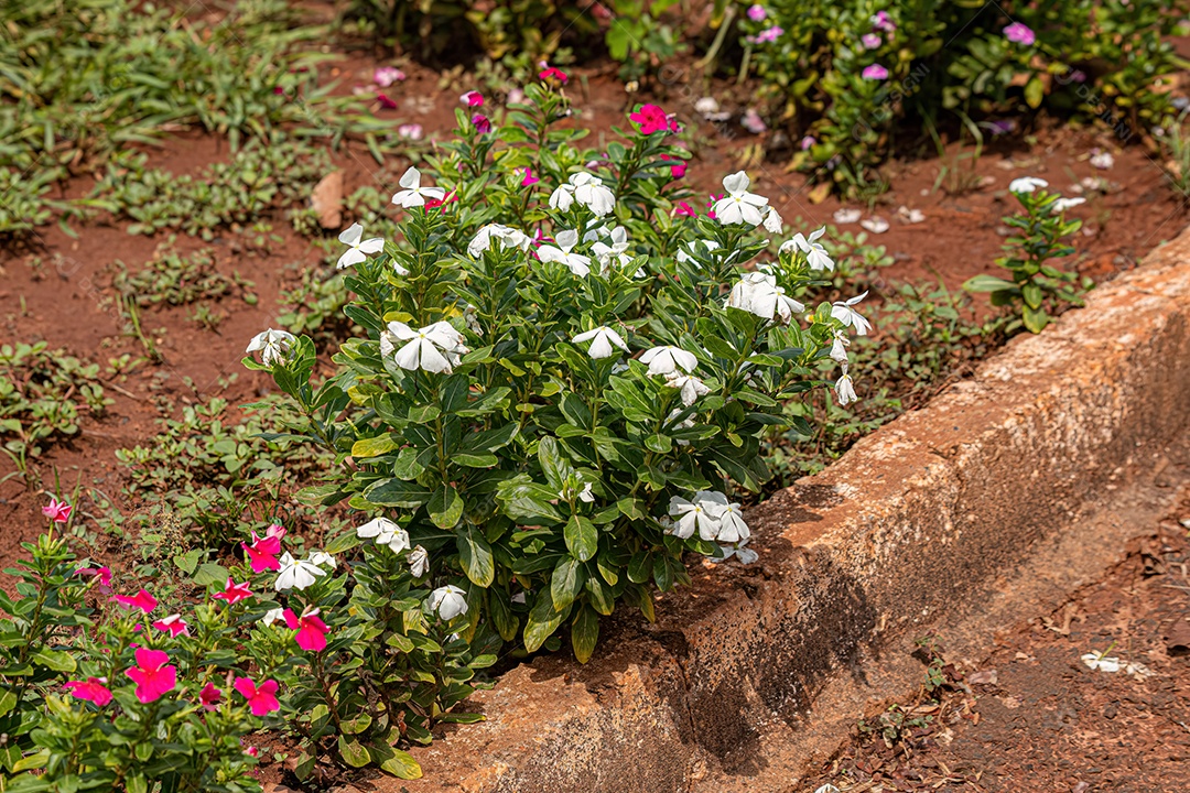 Flor branca da pervinca de Madagascar da espécie Catharanthus roseus com foco seletivo.