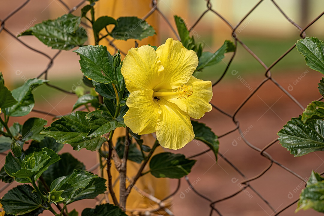 Hibisco Chinês Flor da espécie Hibiscus rosa- sinensis.