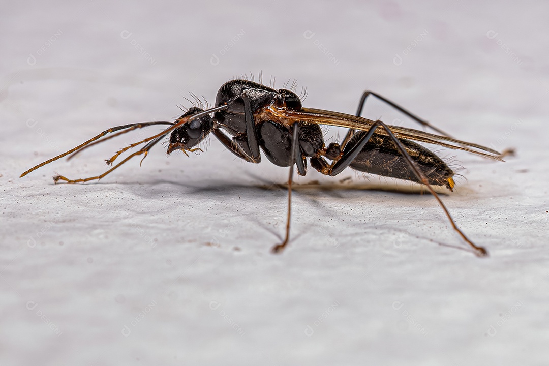 Macho adulto da formiga carpinteira alada do gênero Camponotus.
